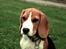 Beagle Daisy Hills Prinsesse Lathyrus. [Thyrus]