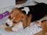 Beagle Daisy Hills Prinsesse Lathyrus. [Thyrus]
