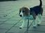 Beagle Daisy Hills Prinsesse Lathyrus. [Thyrus] - én af vores daglige gåture.. :-)