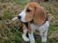 Beagle Daisy Hills Prinsesse Lathyrus. [Thyrus]