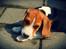 Beagle Daisy Hills Prinsesse Lathyrus. [Thyrus]