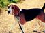 Beagle Daisy Hills Prinsesse Lathyrus. [Thyrus] - Glad vovse på tur.. ;-)