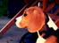 Beagle Daisy Hills Prinsesse Lathyrus. [Thyrus]