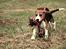 Beagle Daisy Hills Prinsesse Lathyrus. [Thyrus]