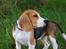 Beagle Daisy Hills Prinsesse Lathyrus. [Thyrus] - <3