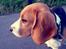 Beagle Daisy Hills Prinsesse Lathyrus. [Thyrus]