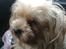 Yorkshire terrier Cookie