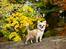 Chihuahua Rotten Rita