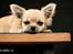 Chihuahua Rotten Rita