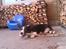 Welsh corgi cardigan Aasteds Fighting Friend (Ludvig)