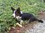 Welsh corgi cardigan Aasteds Fighting Friend (Ludvig)