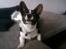 Welsh corgi cardigan Aasteds Fighting Friend (Ludvig)