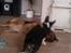 Welsh corgi cardigan Aasteds Fighting Friend (Ludvig) - SÅ får du høvl, lille schæfer,  så skal jeg lige vise hvem der er størst