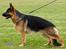 Schæferhund Lyagers Come On Corba - HAS 2009