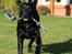 Labrador retriever Anton - Jeg i haven! :D 
04/10-2012.