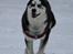 Siberian husky Einstein