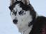 Siberian husky Einstein