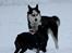 Siberian husky Einstein