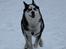Siberian husky Einstein