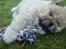 Chow chow azlan - ude i haven!!<3