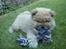 Chow chow azlan - han elsker den:-D
