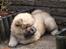 Chow chow azlan - her er han lidt yngre!!