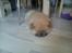 Chow chow azlan - nu er han træt!!:-P