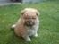 Chow chow azlan - det er hård at lege!:-P
