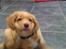 Nova scotia duck tolling retriever Anton