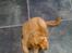 Nova scotia duck tolling retriever Anton
