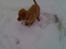 Nova scotia duck tolling retriever Anton