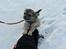 Chihuahua Topper