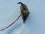Chihuahua Topper