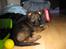 Schæferhund Cutulus Liva