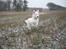 Hvid Schweizisk Hyrdehund MTM Qing Quicksilver