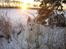Hvid Schweizisk Hyrdehund MTM Qing Quicksilver