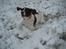 Engelsk springer spaniel Oscar  31.01.1999 - 08.02.2013 - 2. december 2012