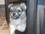 Chihuahua topper