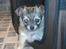 Chihuahua topper