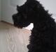 Kerry blue terrier Blacky