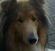 Collie langhåret Luie <33