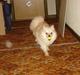 Pomeranian Cleo