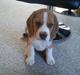 Beagle Snif:D