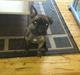 Fransk bulldog GIZMO
