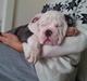 Olde english bulldogge Bullforce blue Eddie Himmelhund