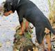 Rottweiler Kato Aflivet grundet AD/HD d. 15/4-13