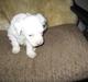 Chinese crested powder puff Effi