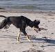 Saluki Kirman Arania