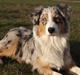Australian shepherd Godrumgaard´s Cortina (Tidl. Hund)