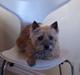 Cairn terrier Cookie